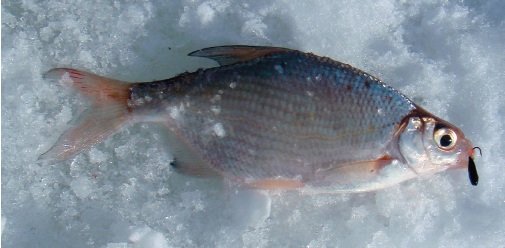 пойманная рыба на снегу